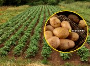 Узнайте, что сделать перед сбором урожая картофеля