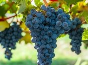 Є дієві методи підживлення винограду  (зображення створено за допомогою ШІ)