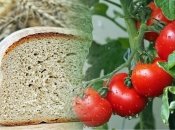 Як удобрювати помідори хлібом