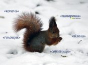 А ви знаєте, що таке "папороша", "голощик" чи "совзениця" в українській мові?