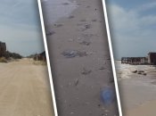 Погибших после шторма морских жителей убирать с пляжей некому