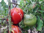 Томаты трескаются не просто так