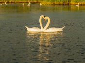 Пара лебедів візуально нагадує символ серця