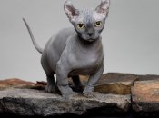 Кот породы двельф с характерными чертами