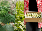 Як розв'язати проблему скручування листя огірків