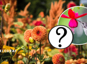 В Украине заметили бражника