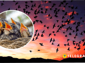 Які птахи в Україні можуть атакувати хижаків