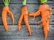 Не робіть цих помилок, і ваша морква буде рости рівною