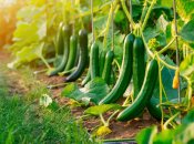 Огірки вимагають правильного догляду (зображення створено за допомогою ШІ)