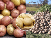 Этот метод основан на многослойной защите картофеля.
