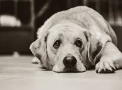 "Місце смерті": у притулку під Києвом собаки живуть у жахливих умовах, що кажуть господарі (відео)