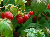 Кусты малины отблагодарят вас богатым урожаем