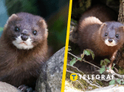 Норка европейская