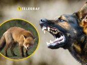 Сказ у лисів і собак