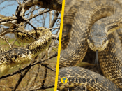 Сарматский полоз