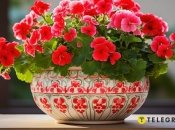 Герань або пеларгонія