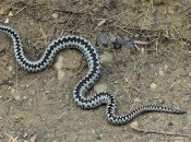 Ілюстративне зображення