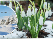 На Житомирщині заквітли підсніжники