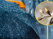 Зима в этом году была очень мягкой