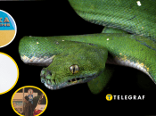 В Одессе завелась "гремучая змея"