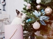 В 2023 году подфартит Ракам, Девам и Близнецам