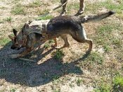 Поліцейський пес