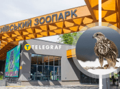 Сокол Балобан виріс у Київському зоопарку