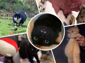 Свіжа порція зухвалих і кумедних котиків