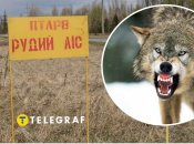 Скажений вовк