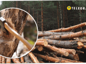 Человек срубил сосну и получил штраф на 170 тысяч