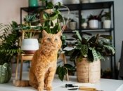 Розповідаємо, які рослини можуть нашкодити здоров’ю кота вдома