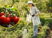 Удобрение помидоров в августе спасет ваш урожай