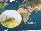 Нашествие саранчи