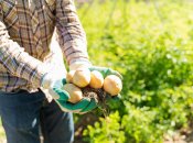 Чим підживити картоплю під час посадки