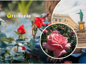 В Одессе зимой зацвели цветы