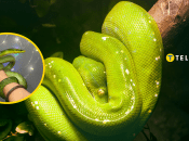 Смарагдовий полоз