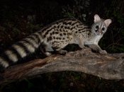 Генета — экзотическое животное, охотящееся на грызунов