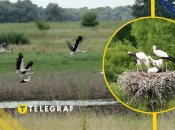 Лелеки, ілюстративне фото