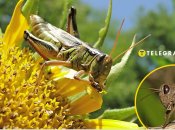 Чи живе в Україні найнебезпечніша сарана у світі