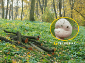 Дождевик гигантский