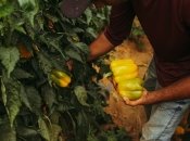 Наприкінці сезону зберете великі плоди