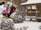 Растение Эрика