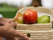 Какие деревья не стоит садить возле яблонь и груш