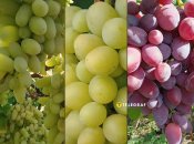 Виноград Алінка, Міланка та Подарунок Ірині