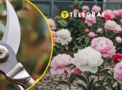 Осенью цветы нуждаются в особом уходе