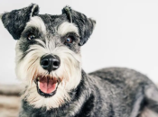 Цвергшнауцер — найменший серед шнауцерів