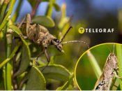 Сарану помітили у західних областях