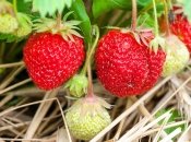 Чем удобрять клубнику в начале осени 2022 года