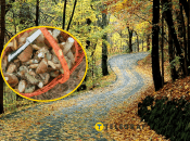 Триває час "грибного полювання"