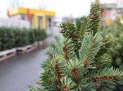 Ялинки бажано здавати на утилізацію